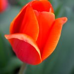 Red & Orange Tulip 1