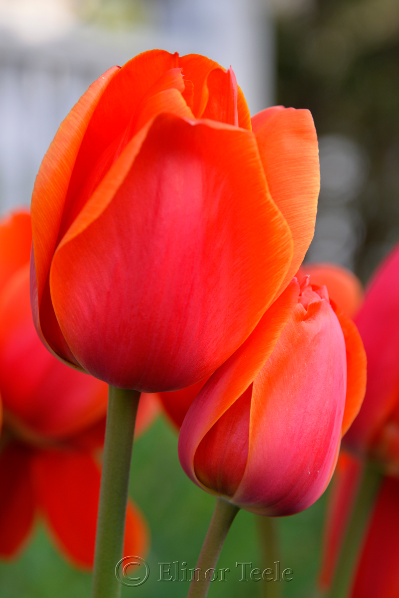 Red & Orange Tulip 2