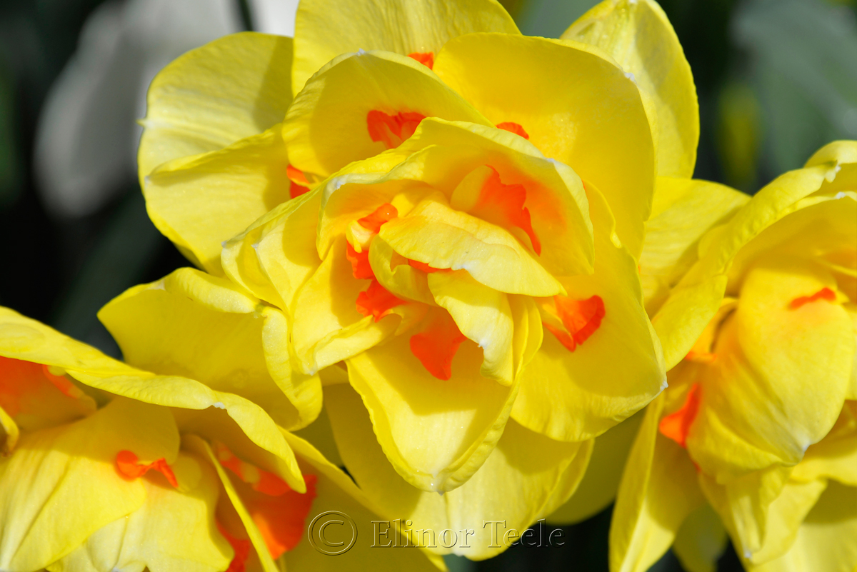 Yellow & Orange Daffodils