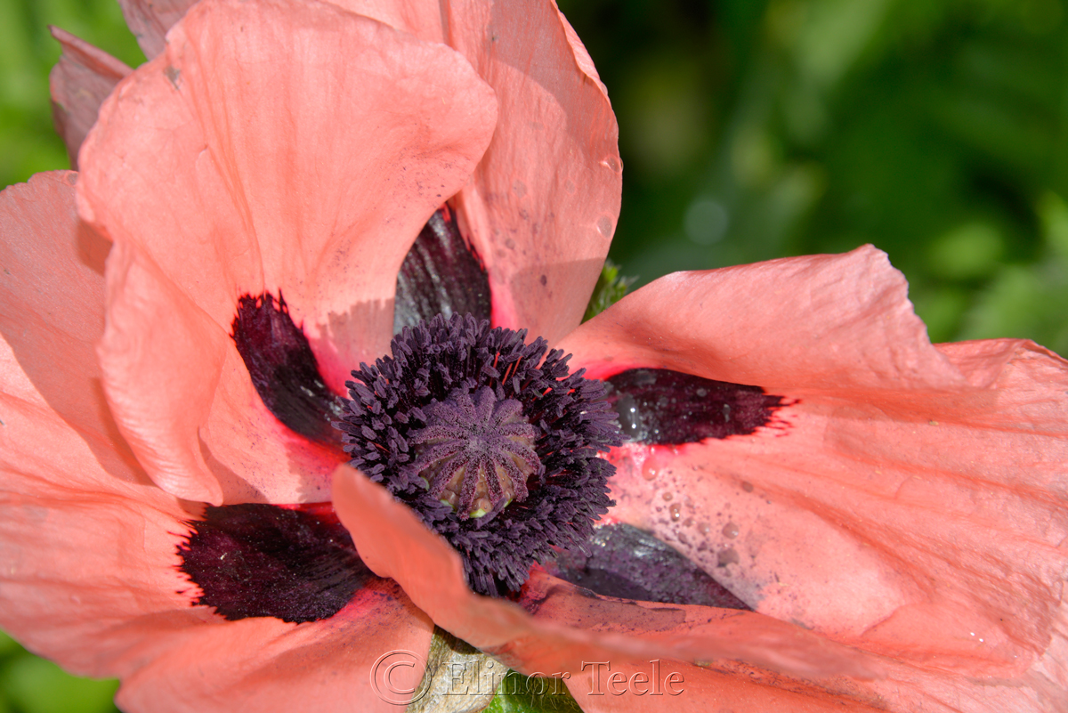 Pink Poppy Close-Up 3