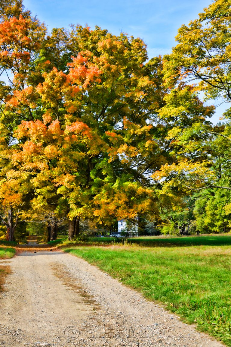 October Trees, Appleton Farms, Ipswich MA Squam Creative Services