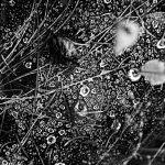 Raindrops on Spider Webs - Abstract 2