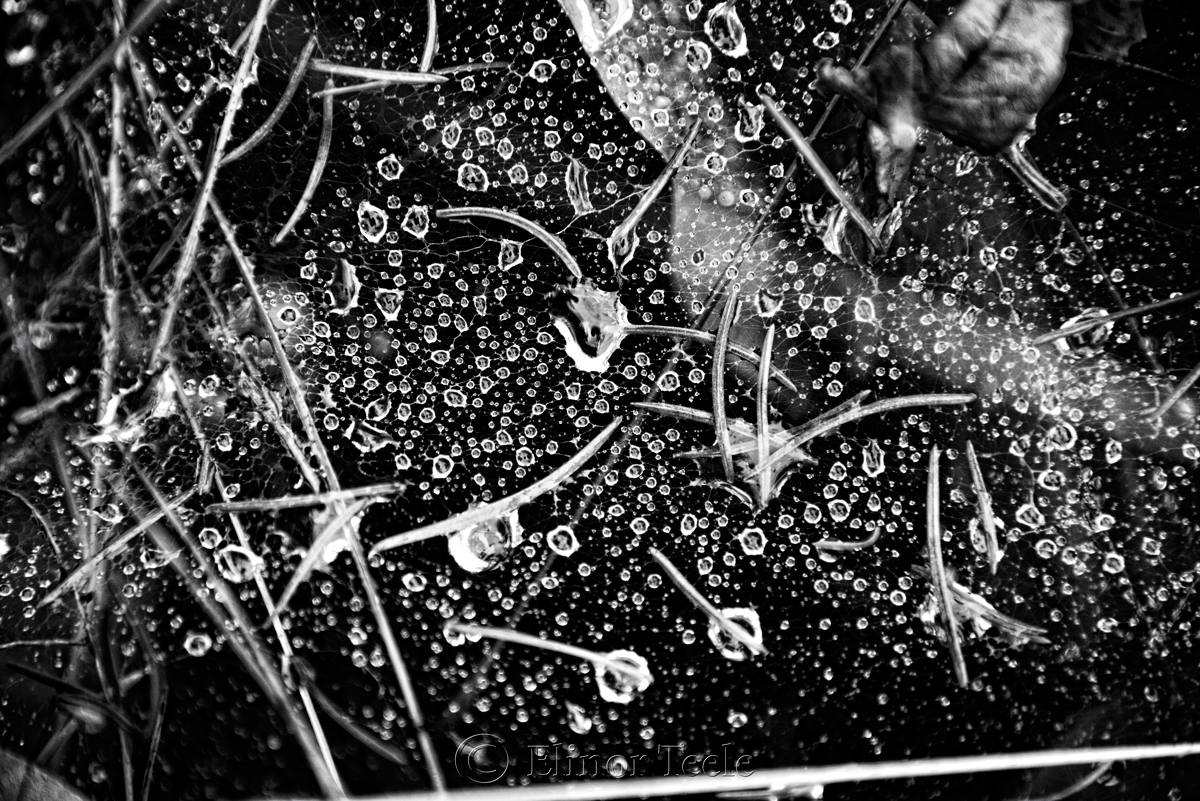 Raindrops on Spider Webs - Abstract 4