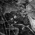Raindrops on Spider Webs - Abstract 5