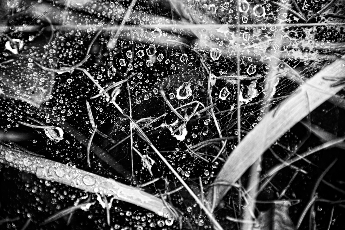 Raindrops on Spider Webs - Abstract 7