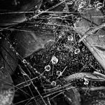 Raindrops on Spider Webs - Abstract 8