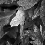 Raindrops on Leaves - Black & White 2