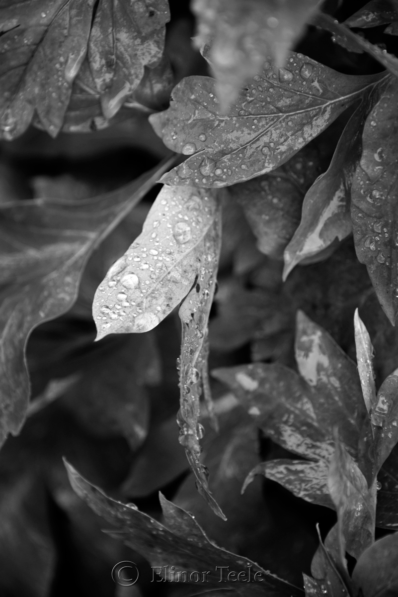 Raindrops on Leaves - Black & White 2