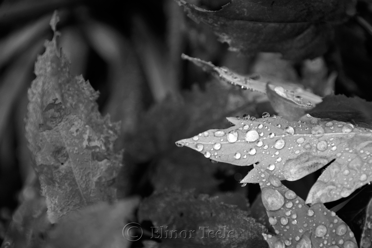 Raindrops on Leaves - Black & White 3