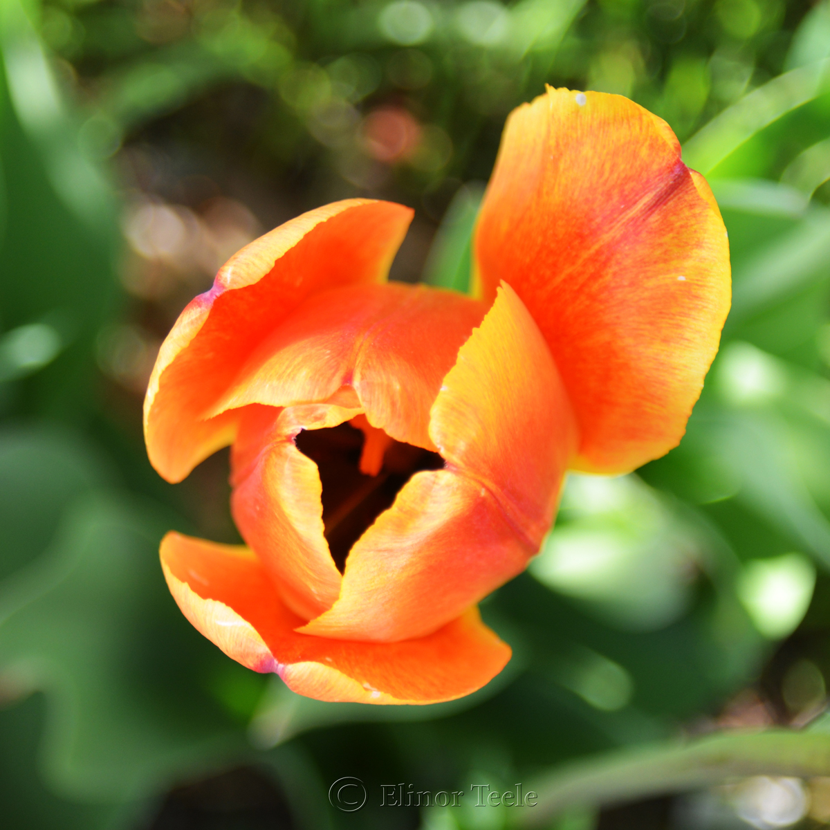 Bright Orange Tulip