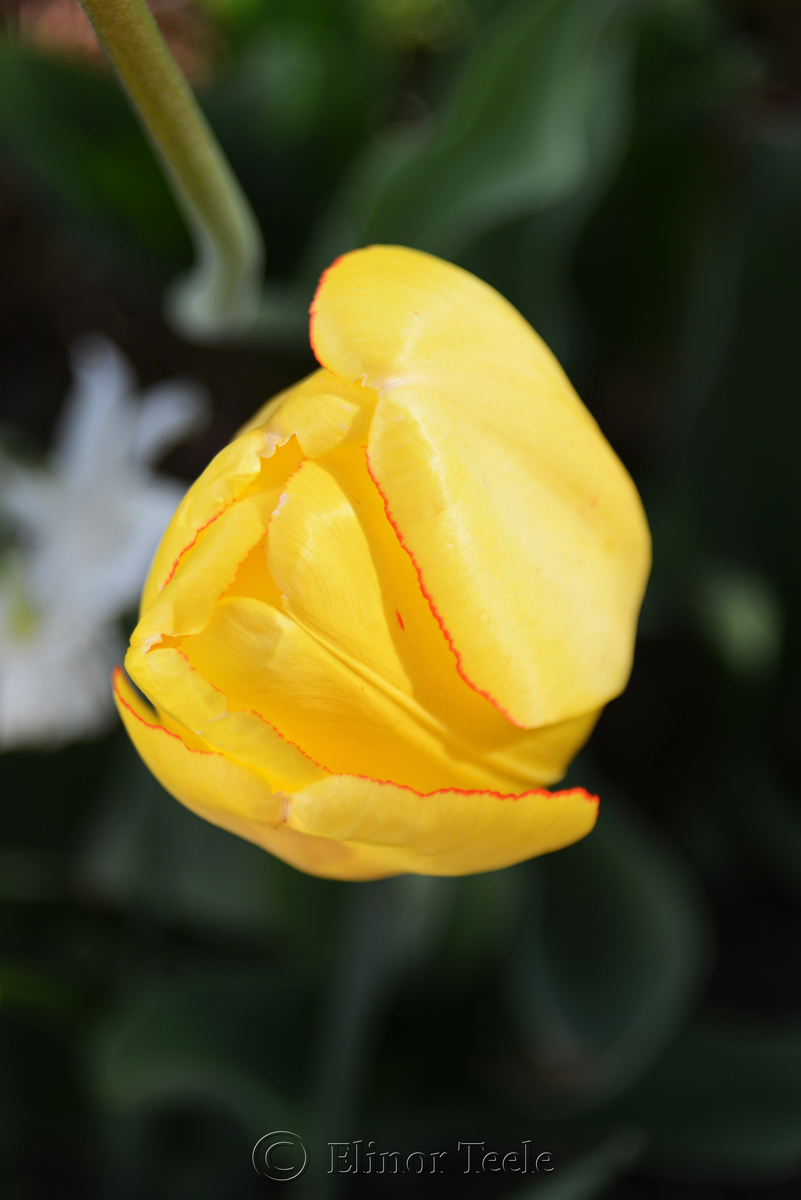 Bright Yellow Tulip