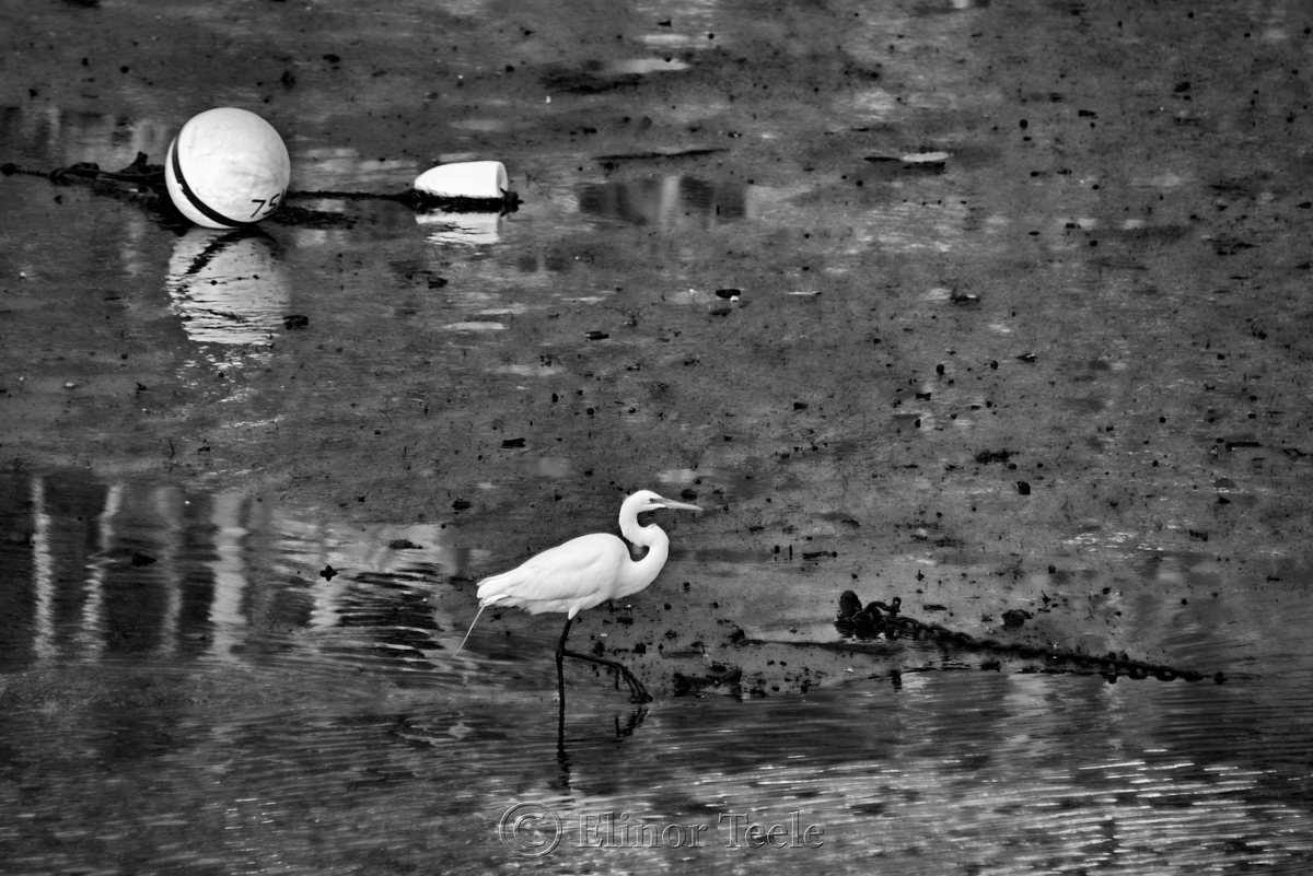 Great White Egret - Black & White 2