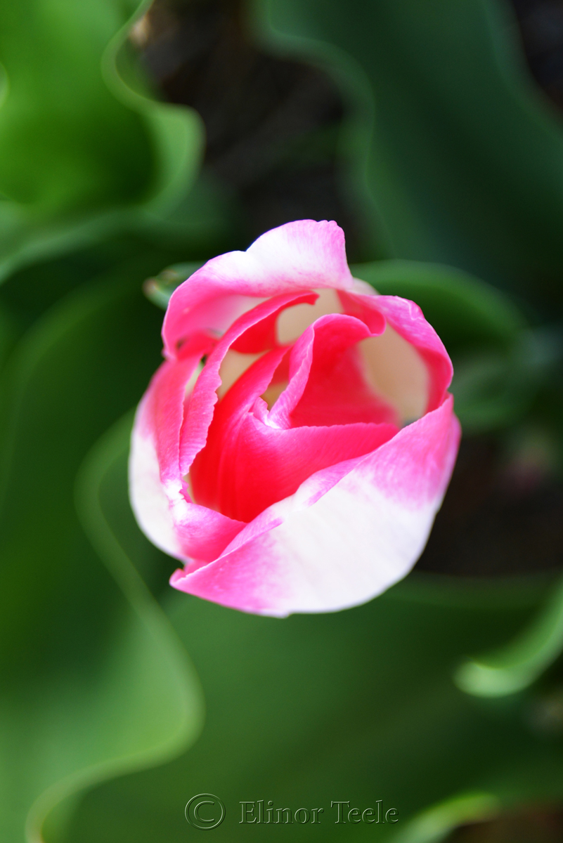 Hot Pink Tulip