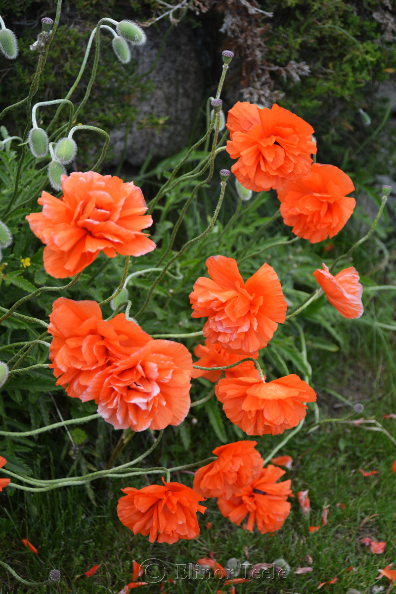 Poppies in May 2