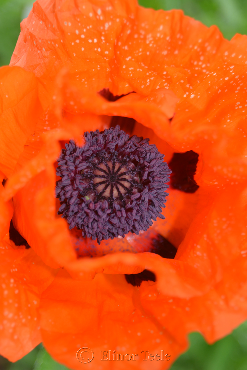 Center of an Orange Poppy 1