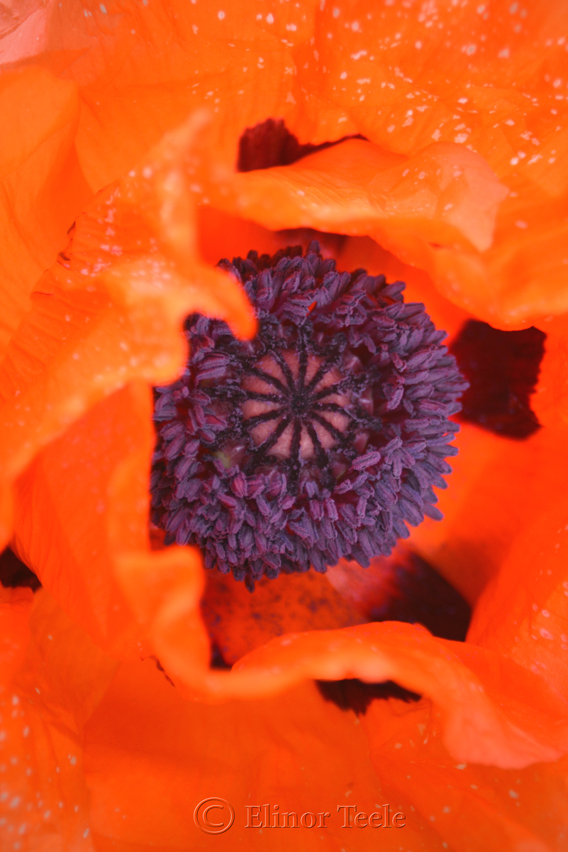Center of an Orange Poppy 2