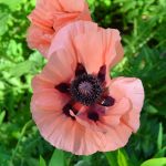 Pink Poppies in June