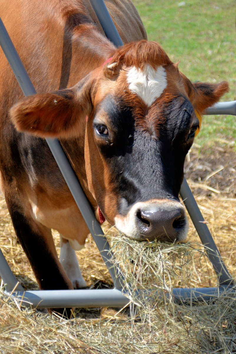 Dairy Cow, Appleton Farms