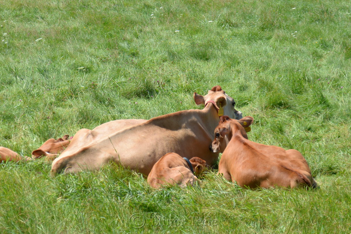 Sunbathing Cows, Appleton Farms
