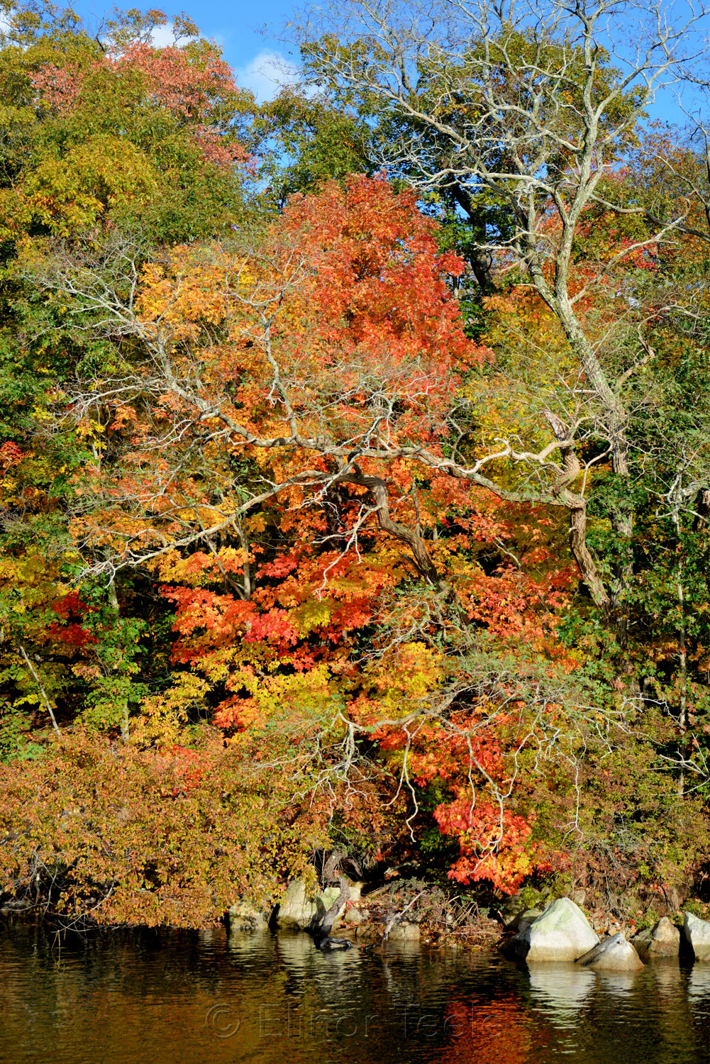 Fall Foliage - Maples 1