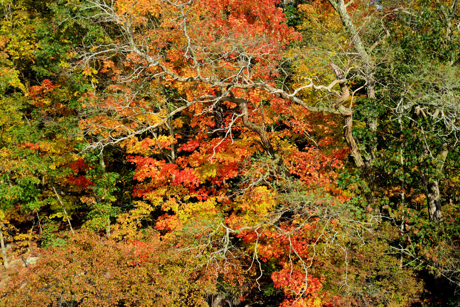 Fall Foliage - Maples 2