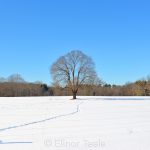 Lone Tree in Winter - Appleton Farms