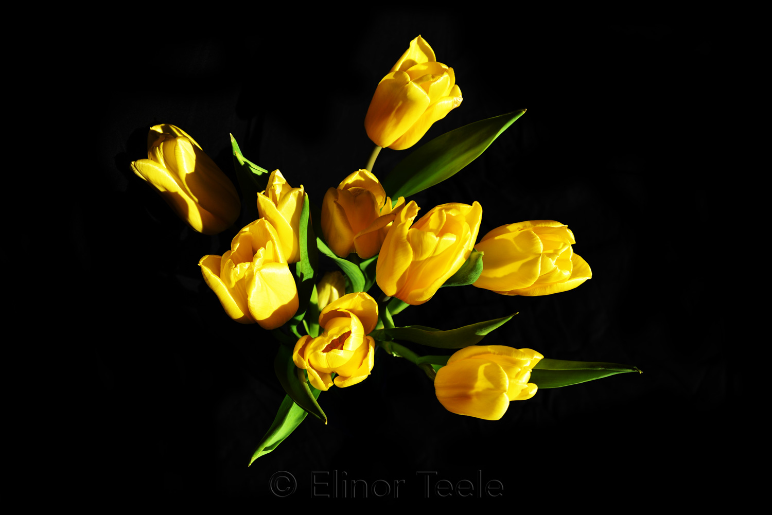 Yellow Tulips on Black Background 1