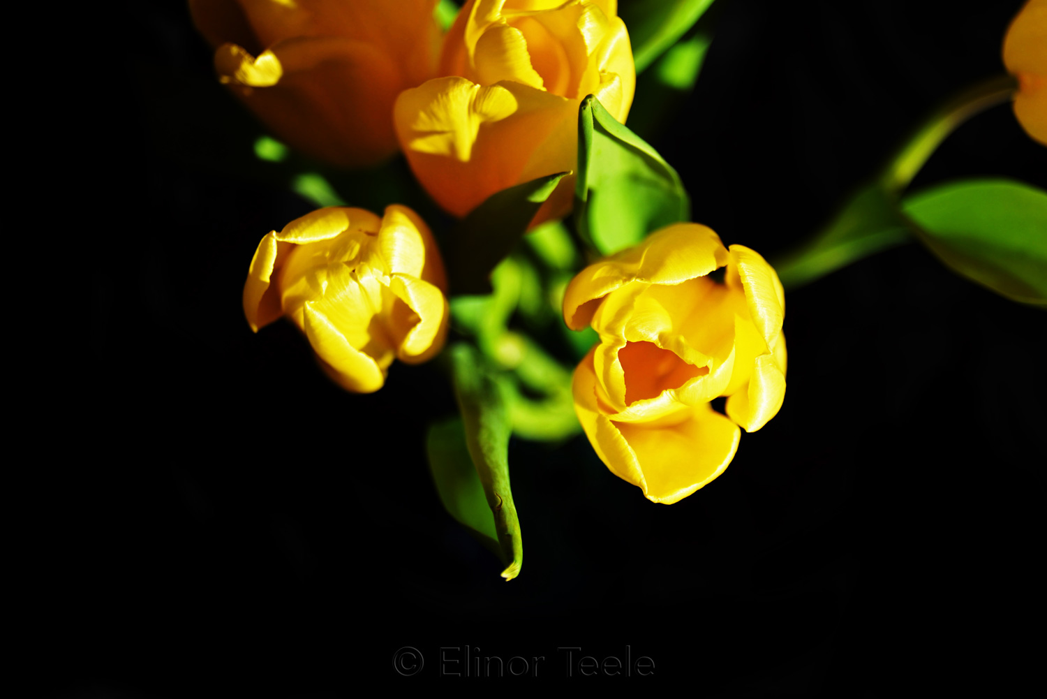 Yellow Tulips on Black Background 2