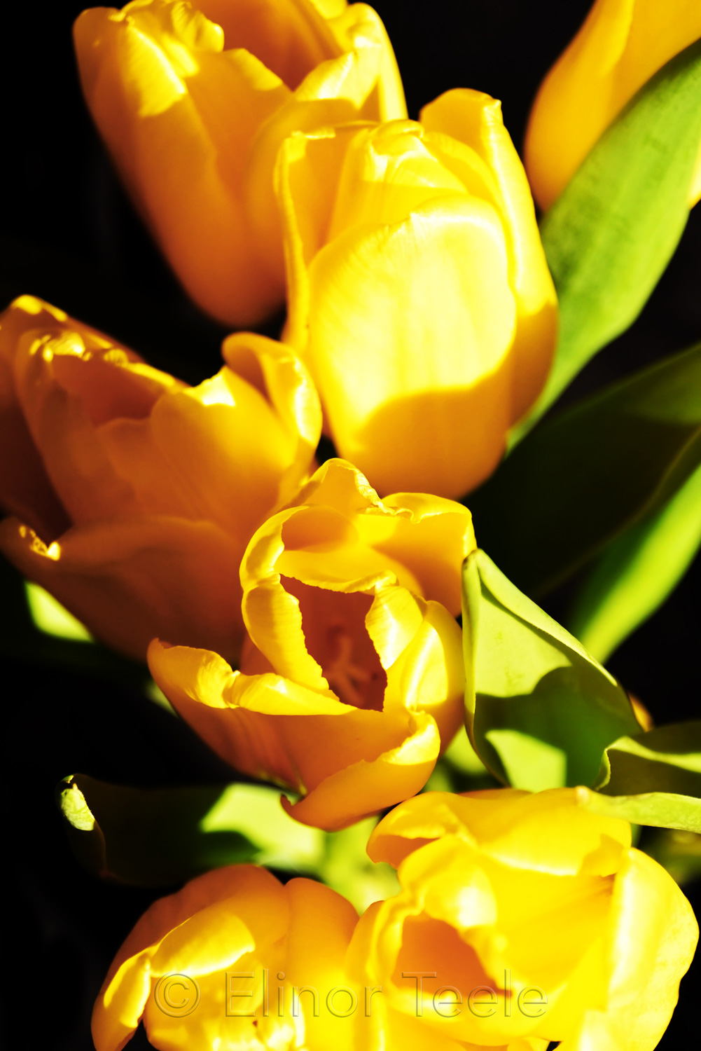 Yellow Tulips on Black Background 4