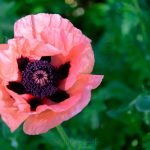 Pink Poppy and Bud