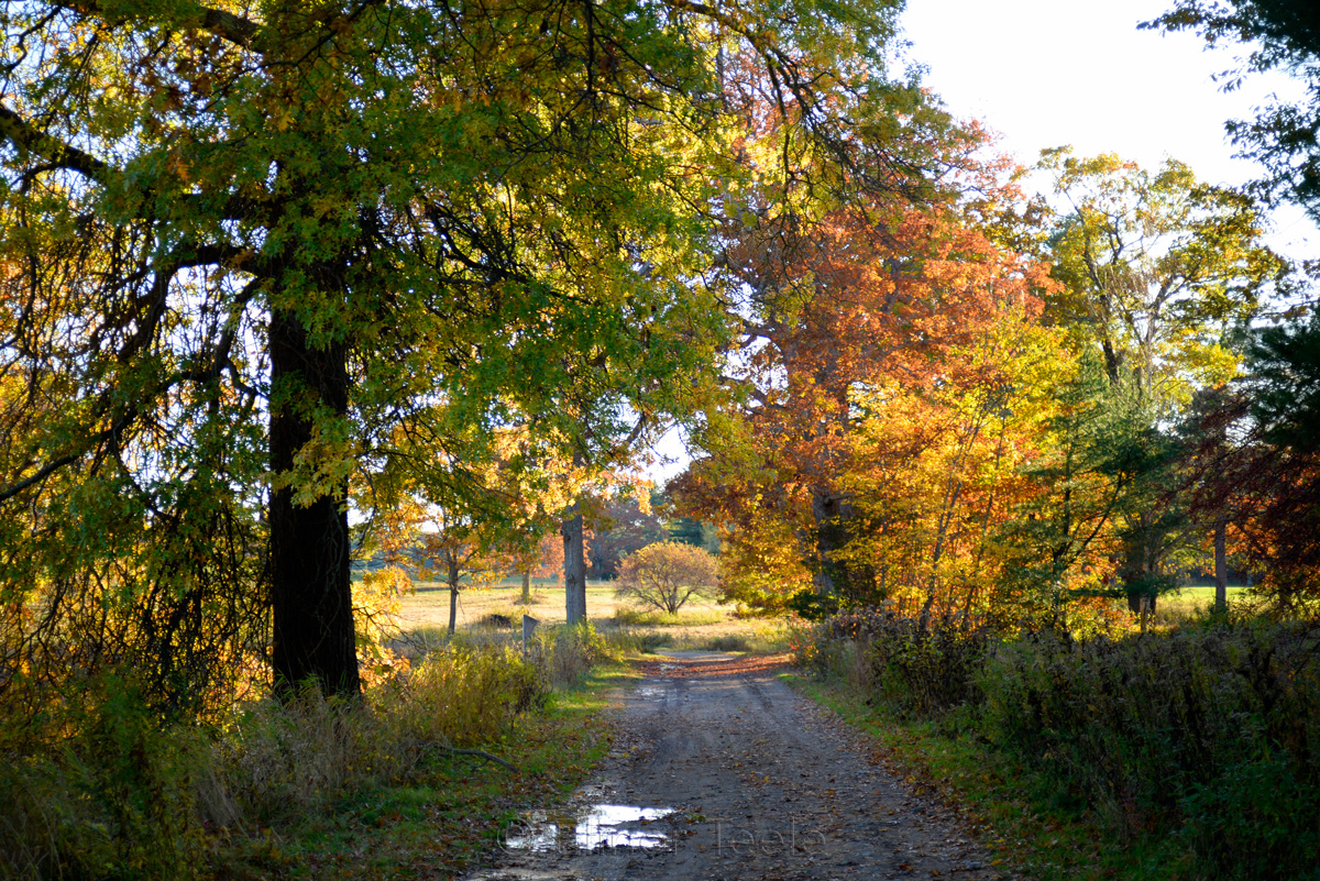 Appleton Farms - Fall Foliage - Lane