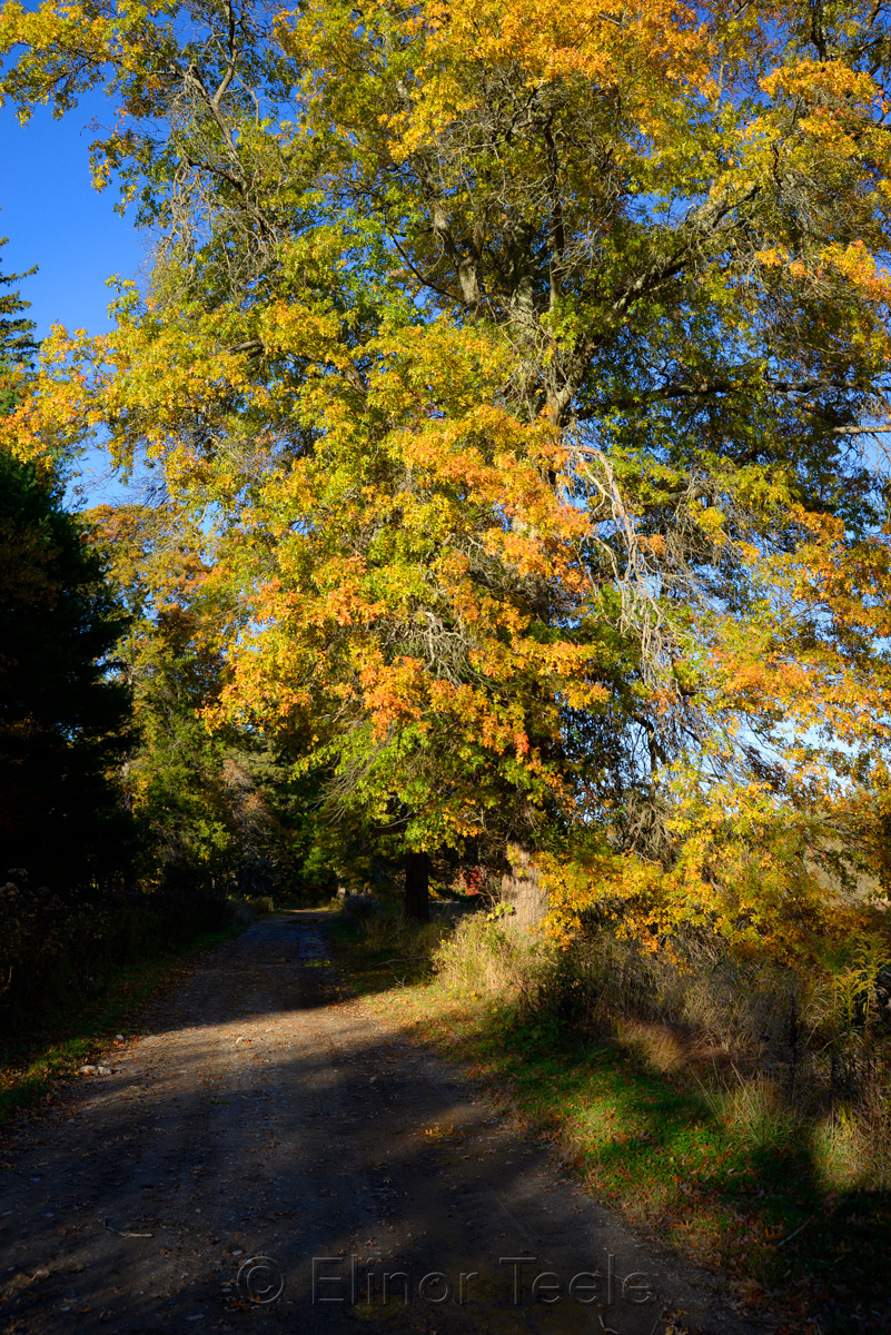 Appleton Farms - Fall Foliage - Orange & Blue