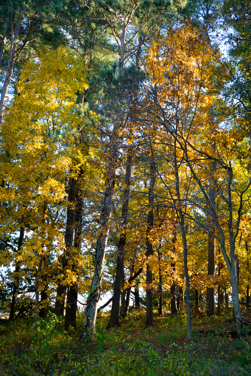 Appleton Farms - Fall Foliage - Tall Trees