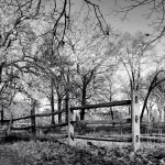 Appleton Farms - Leafless Trees 3