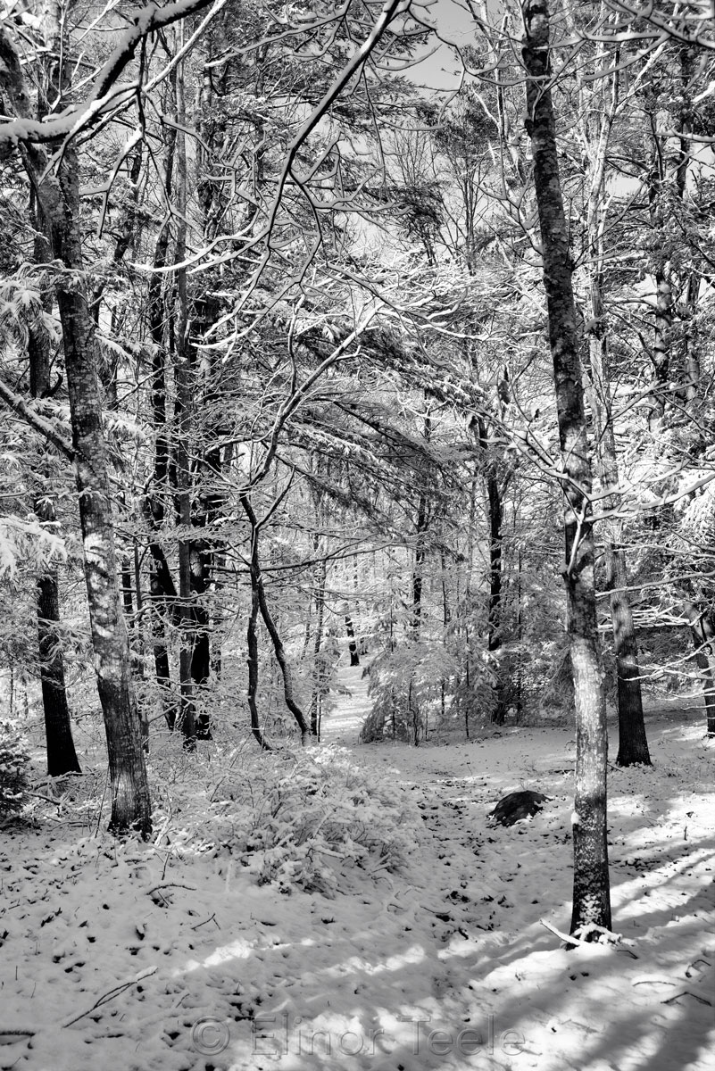 December Frosting - Black & White 2