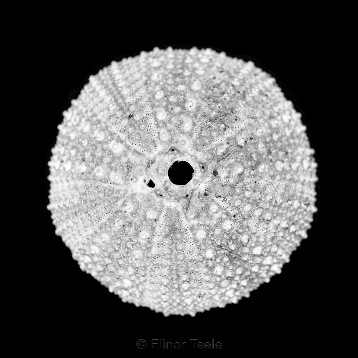 Sea Urchin - Black & White
