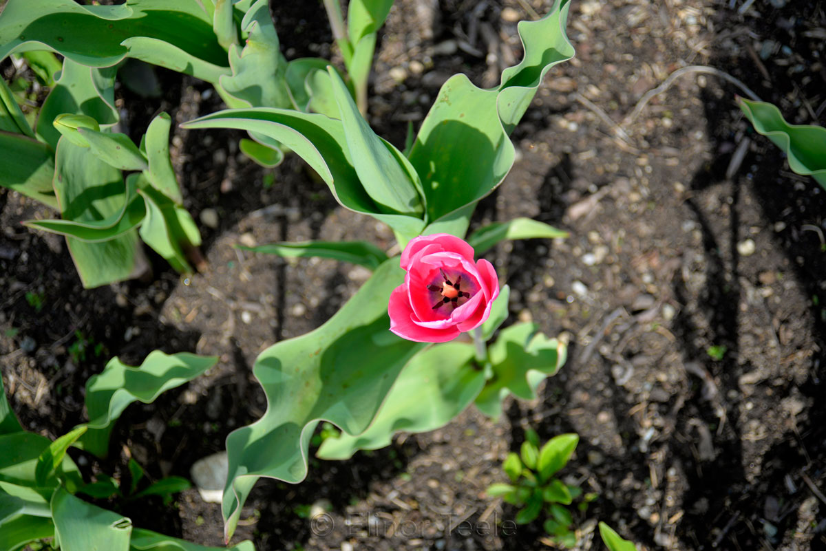 Pink Tulip in Bloom 2