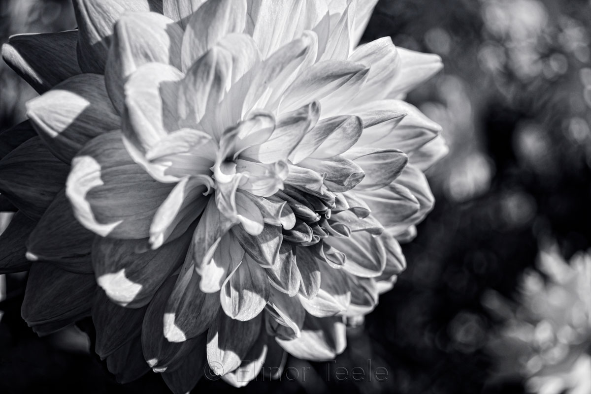 Dahlia - Black & White - Cropped 1