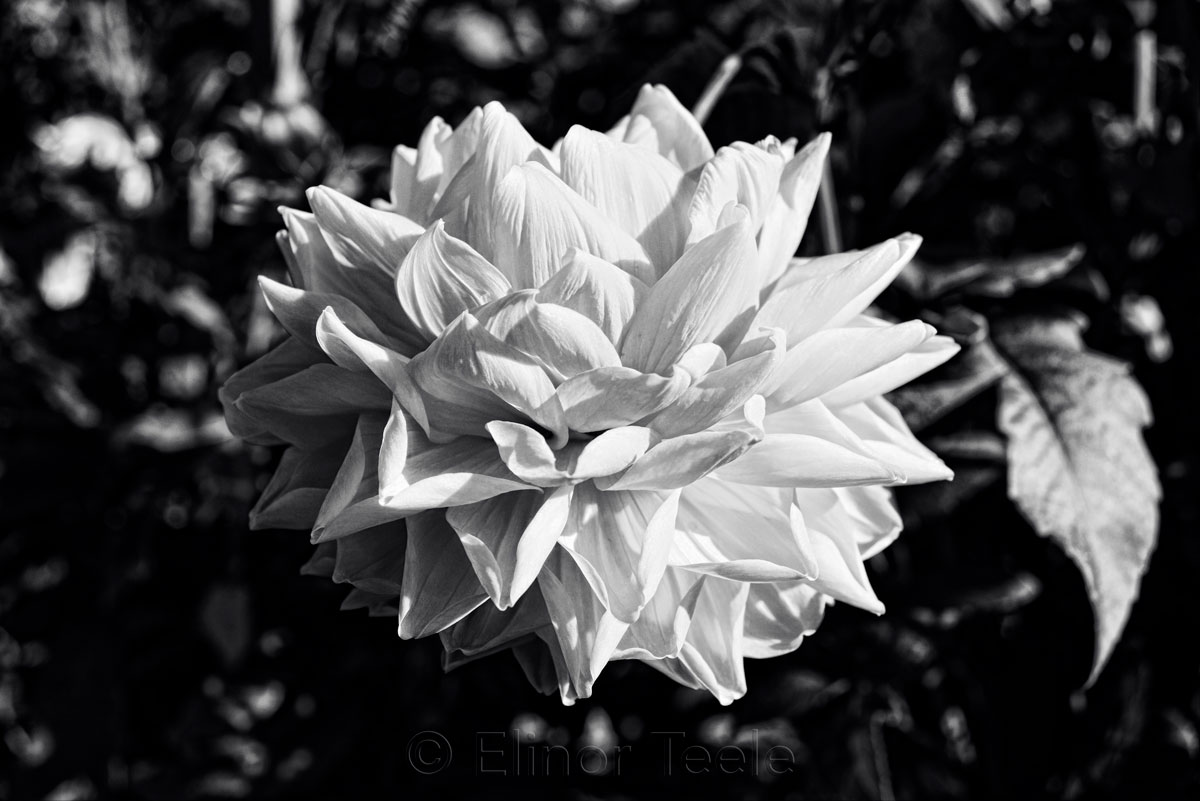 Dahlia - Black & White 1