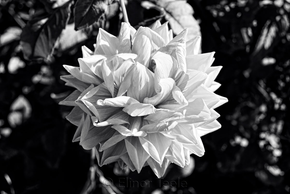 Dahlia - Black & White 2