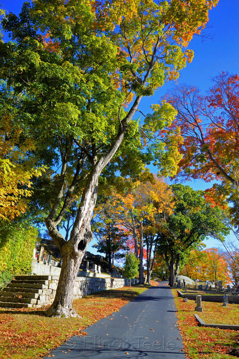 Fall Foliage - Cemetery in the Afternoon 1