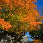 Fall Foliage - Cemetery in the Afternoon 4