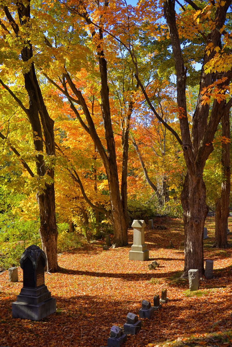 Fall Foliage - Cemetery in the Afternoon 6