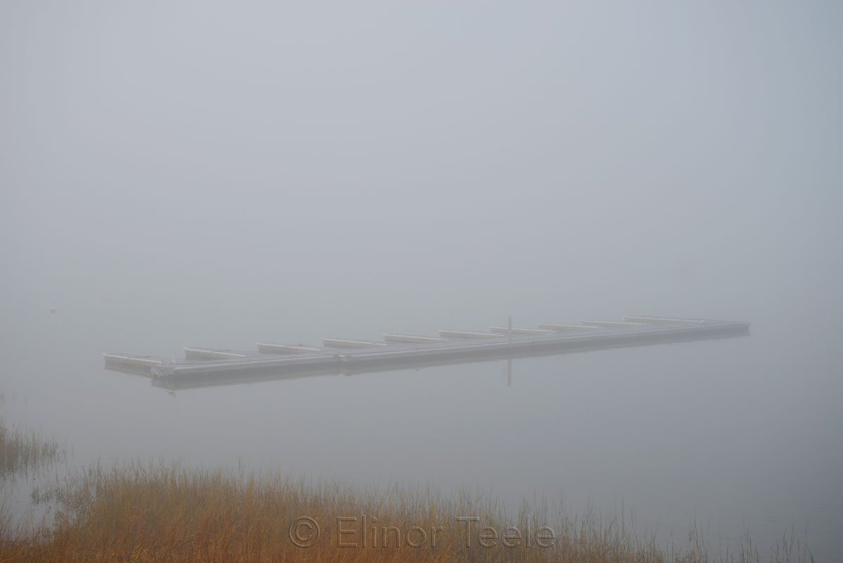 Grass & Docks - November Fog