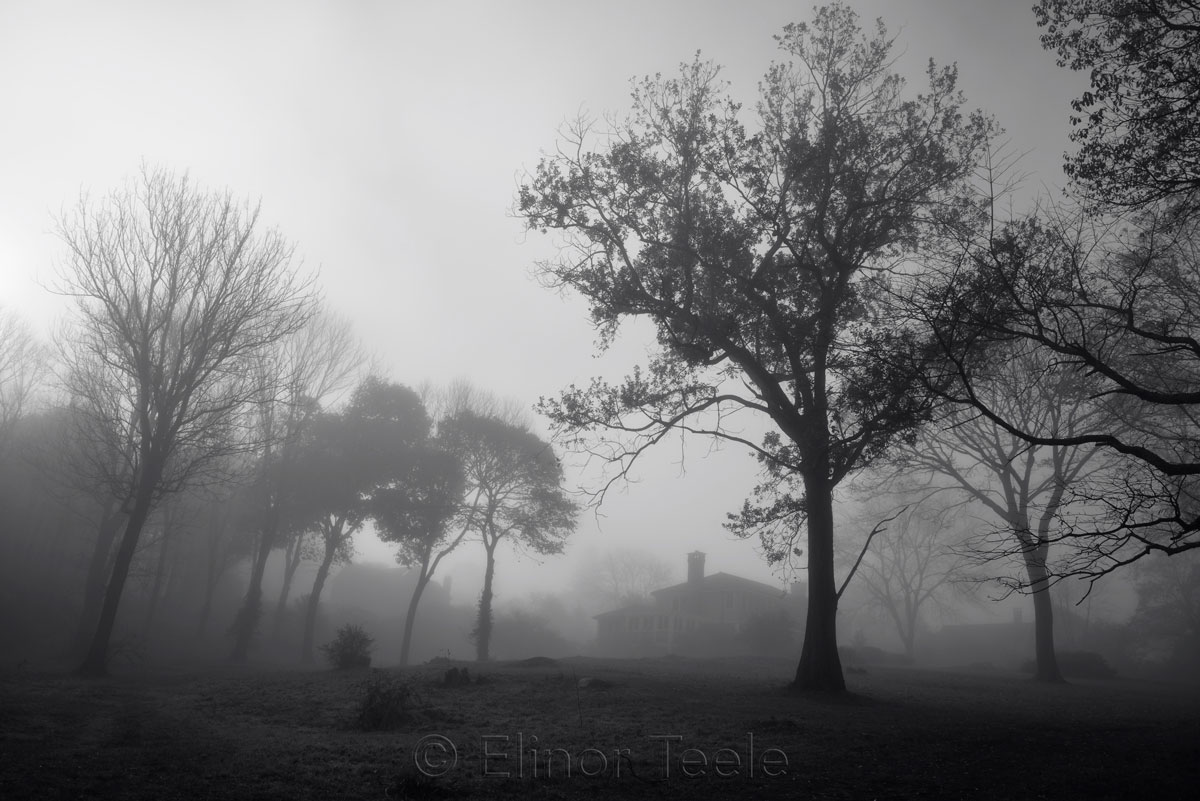 Pasture - November Fog 2