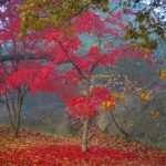 Red Maple - November Fog