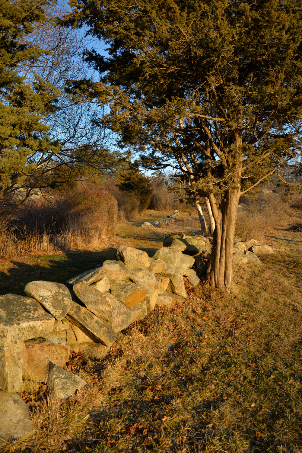 Stone Wall - March Light