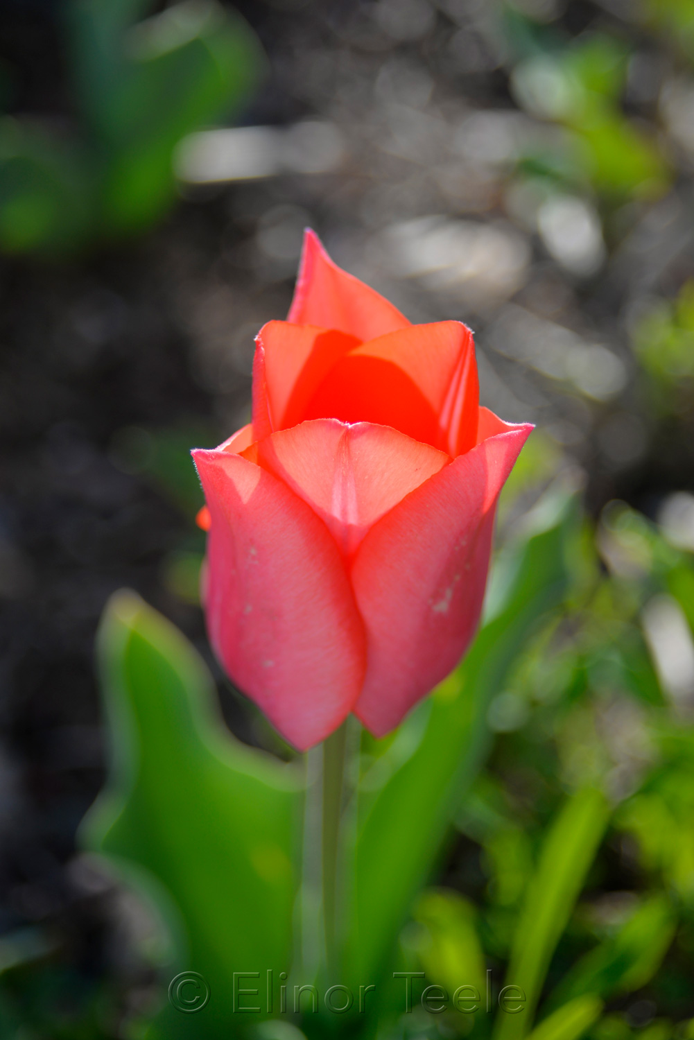 Peach Tulip in April