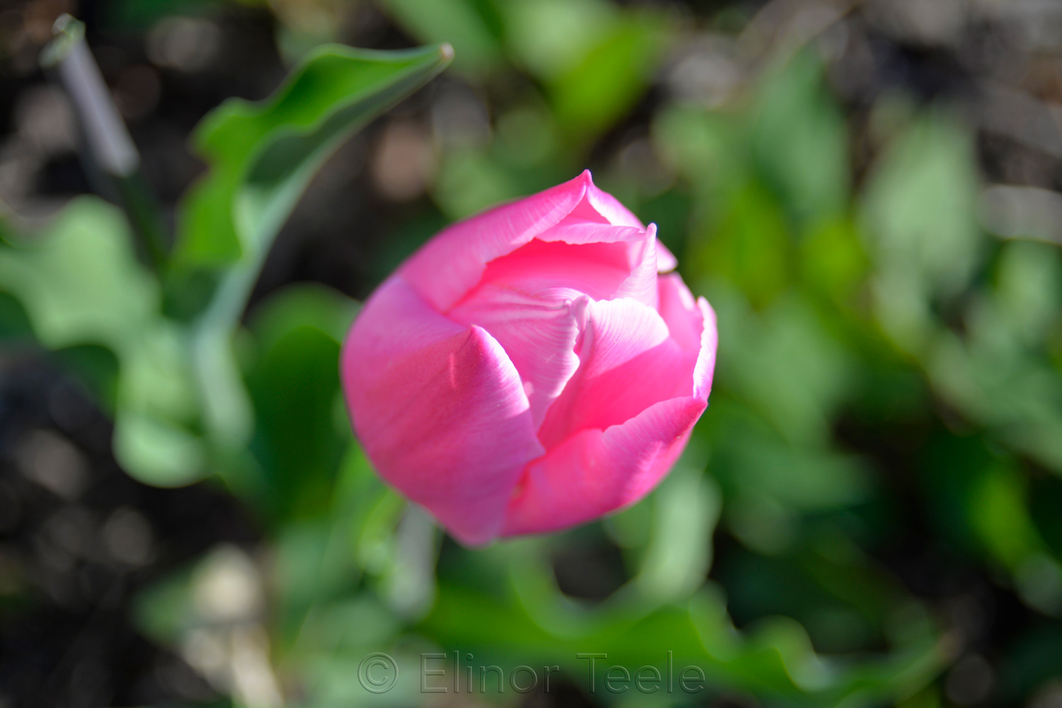 Pink Tulip in April
