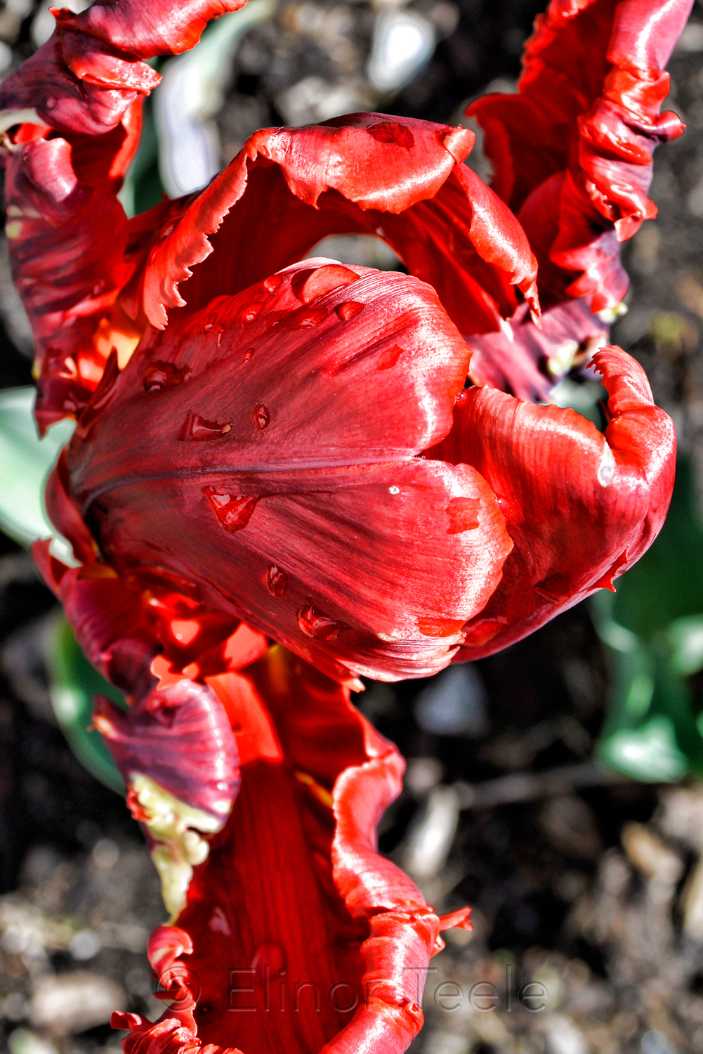 Rococo Tulip - Dramatic 1